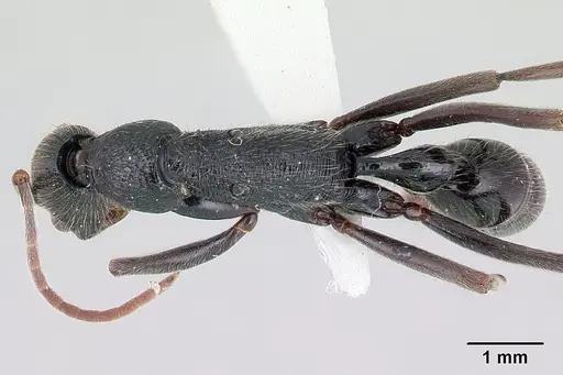 Leptogenys socorda specimen