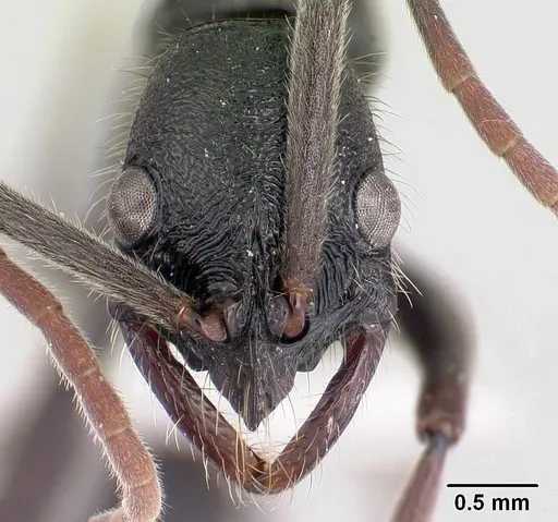 Leptogenys socorda specimen