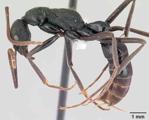 Leptogenys socorda specimen