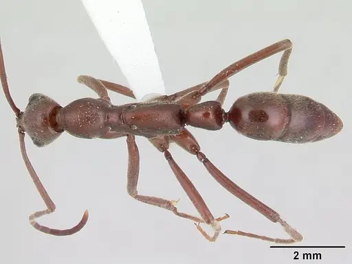 Leptogenys sonora specimen