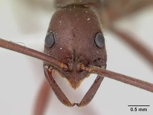 Leptogenys sonora specimen