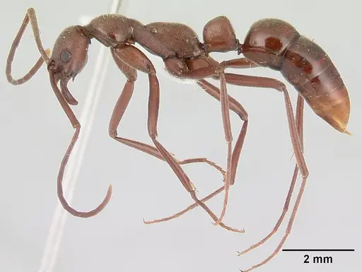 Leptogenys sonora specimen