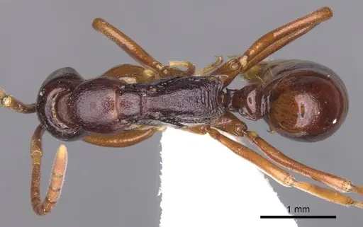 Leptogenys spandax specimen