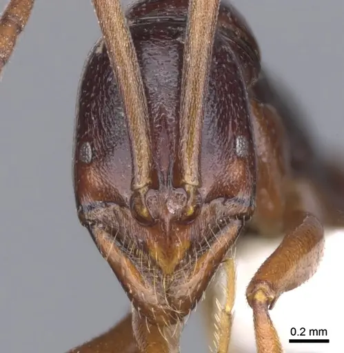 Leptogenys spandax specimen