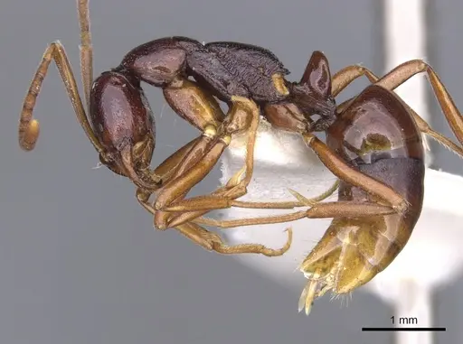 Leptogenys spandax specimen