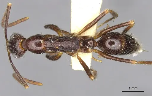 Leptogenys sterops specimen