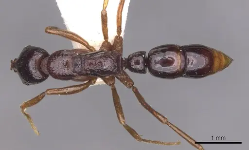 Leptogenys strator specimen