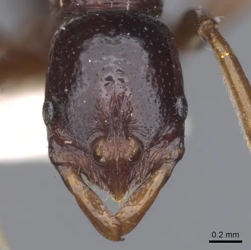 Leptogenys strator specimen