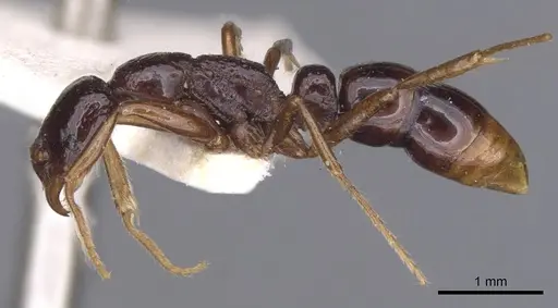 Leptogenys strator specimen