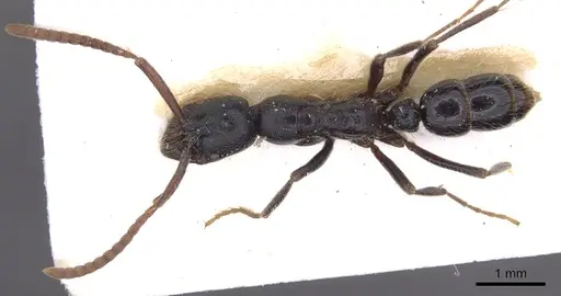 Leptogenys striatidens specimen