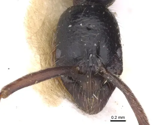 Leptogenys striatidens specimen