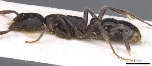 Leptogenys striatidens specimen