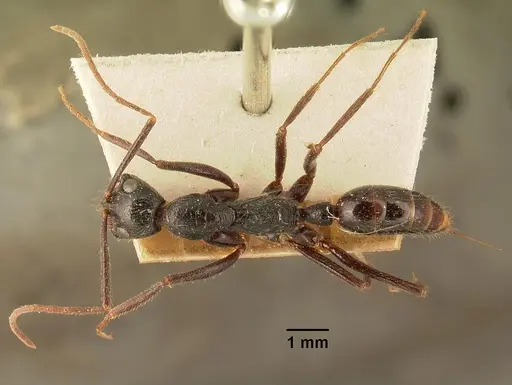 Leptogenys stuhlmanni - CASENT0101826