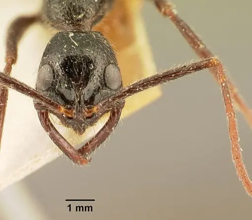 Leptogenys stuhlmanni - CASENT0101826