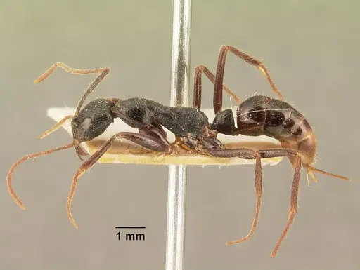 Leptogenys stuhlmanni - CASENT0101826