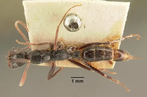 Leptogenys stuhlmanni - CASENT0101871