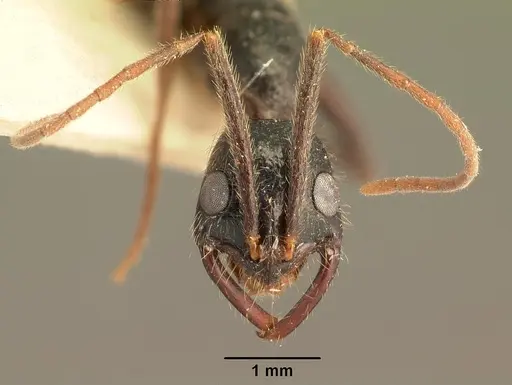 Leptogenys stuhlmanni - CASENT0101871