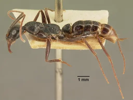 Leptogenys stuhlmanni - CASENT0101871