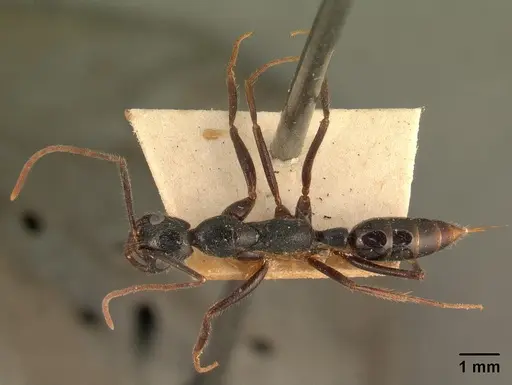 Leptogenys stuhlmanni - CASENT0101876