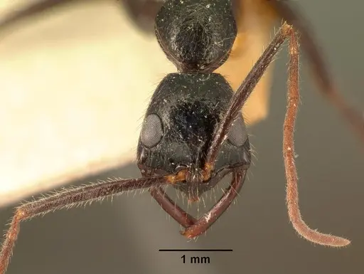 Leptogenys stuhlmanni - CASENT0101876