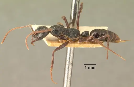 Leptogenys stuhlmanni - CASENT0101876