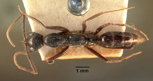 Leptogenys stuhlmanni - CASENT0101904