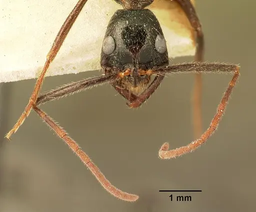 Leptogenys stuhlmanni - CASENT0101904