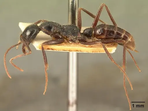 Leptogenys stuhlmanni - CASENT0101904