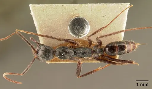 Leptogenys stuhlmanni - CASENT0101967