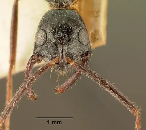 Leptogenys stuhlmanni - CASENT0101967