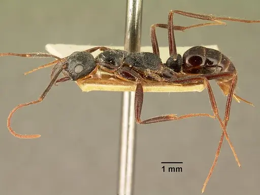 Leptogenys stuhlmanni - CASENT0101967