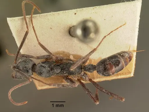 Leptogenys stuhlmanni - CASENT0101968