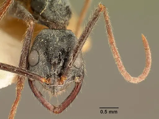 Leptogenys stuhlmanni - CASENT0101968