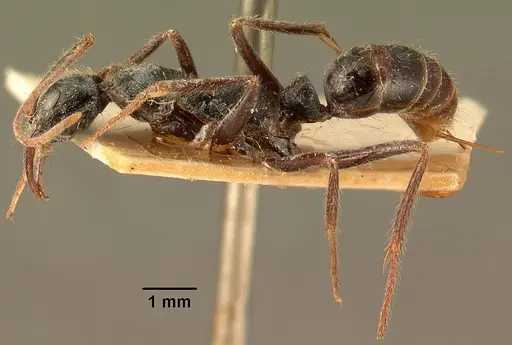 Leptogenys stuhlmanni - CASENT0101968