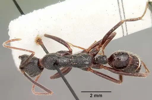 Leptogenys stuhlmanni - CASENT0104565