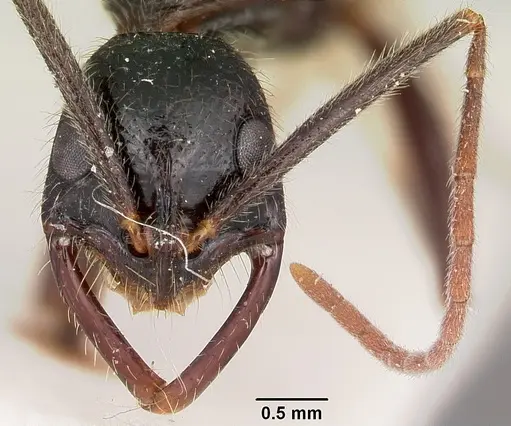 Leptogenys stuhlmanni - CASENT0104565