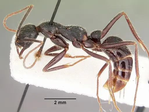 Leptogenys stuhlmanni - CASENT0104565