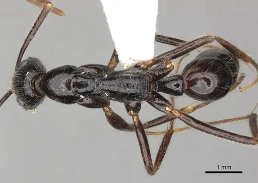 Leptogenys stuhlmanni - CASENT0270578