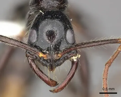 Leptogenys stuhlmanni - CASENT0270578