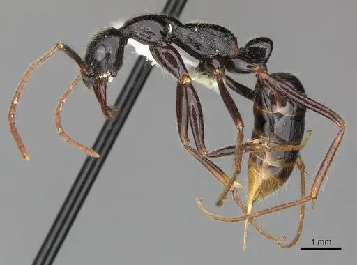 Leptogenys stuhlmanni - CASENT0270578