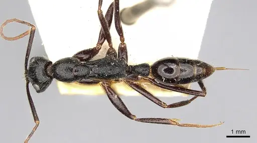 Leptogenys stuhlmanni - CASENT0280602