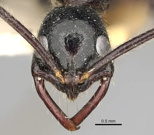 Leptogenys stuhlmanni - CASENT0280602