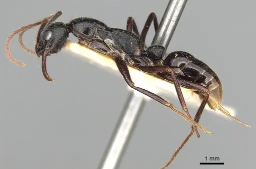 Leptogenys stuhlmanni - CASENT0280602