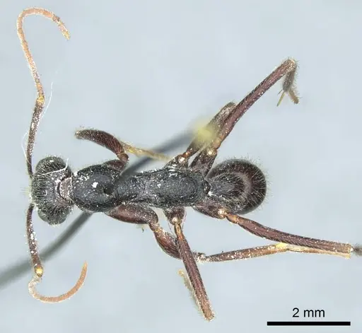 Leptogenys stuhlmanni - CASENT0915882