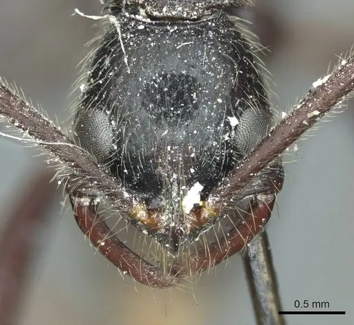 Leptogenys stuhlmanni - CASENT0915882