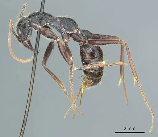 Leptogenys stuhlmanni - CASENT0915882