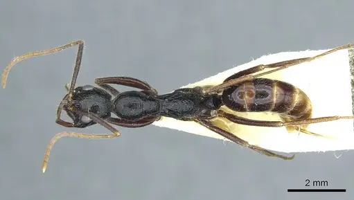 Leptogenys stuhlmanni - CASENT0915883