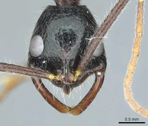 Leptogenys stuhlmanni - CASENT0915883