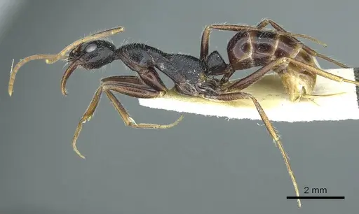 Leptogenys stuhlmanni - CASENT0915883