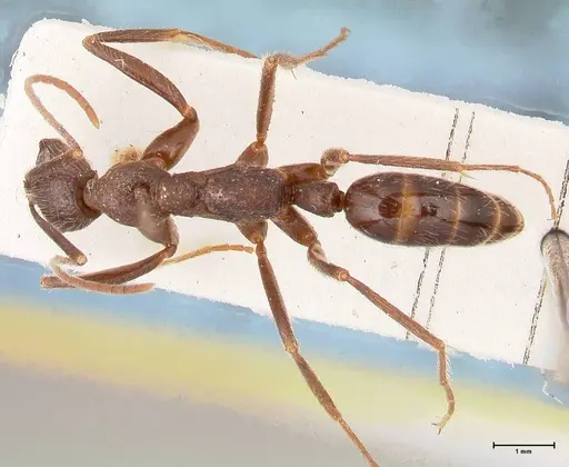 Leptogenys stuhlmanni - FOCOL1025